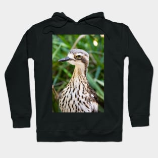 Bush stone curlew bird. Hoodie